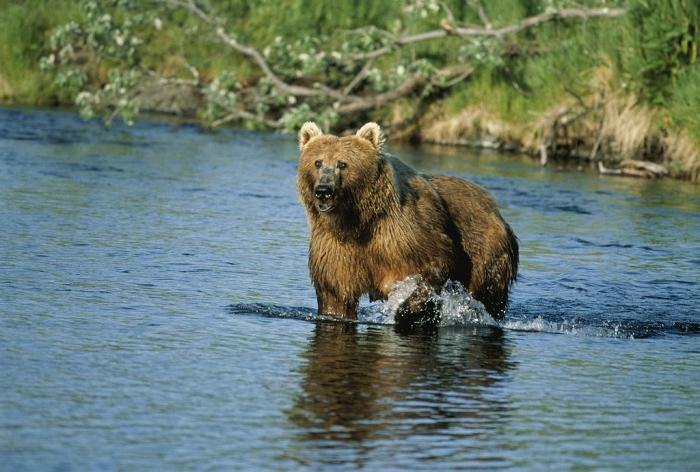 Kodiak - der größte Bär auf dem Planeten