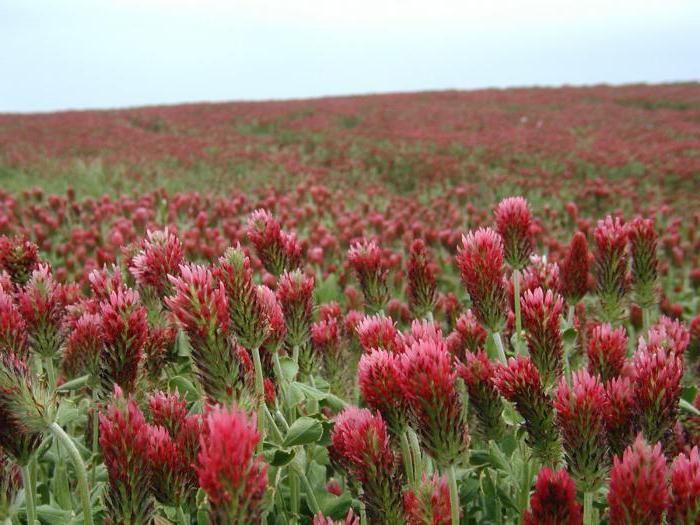 Wie die Blumen aussehen: Beschreibung