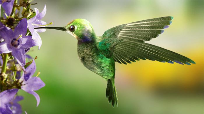 Was ist die maximale Geschwindigkeit von Kolibris bei der Pflege einer Frau?