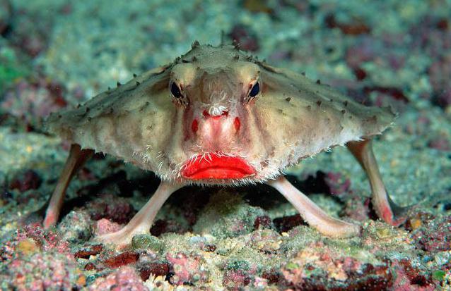 Welche Tiere können nicht schwimmen