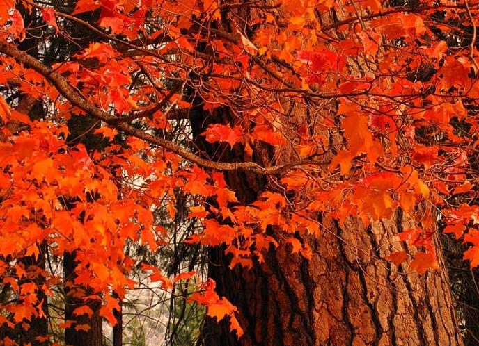 Red Oak ist ein heller Baum