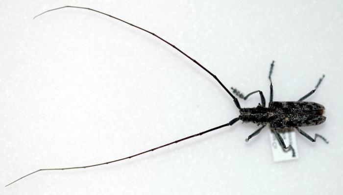 Käfer mit einem sehr langen Schnurrbart