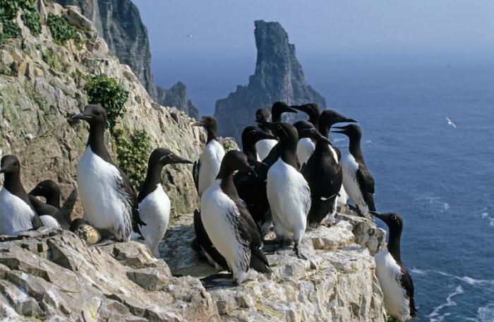 Russisches arktisches Nationalpark-Foto