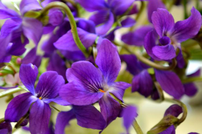 bauchige Frühlingsnamen Blumen 