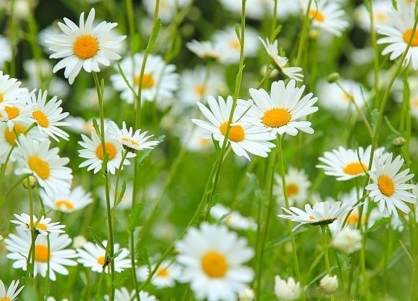 Leucanthemum vulgare - eine gewöhnliche Kamille mit ungewöhnlichen Eigenschaften