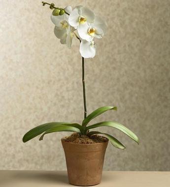 Orchideen Phalaenopsis Bilder