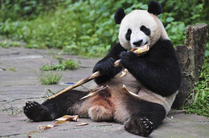 Panda ist ein Bär