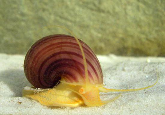 Süßwasserschnecke