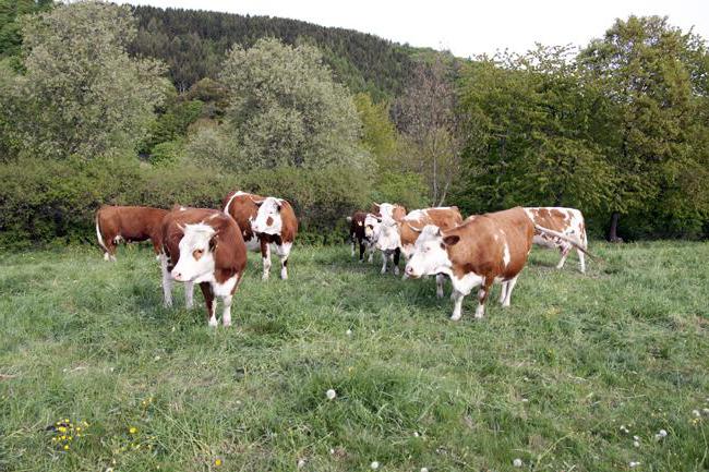 Naturressourcen Deutschlands in Kürze