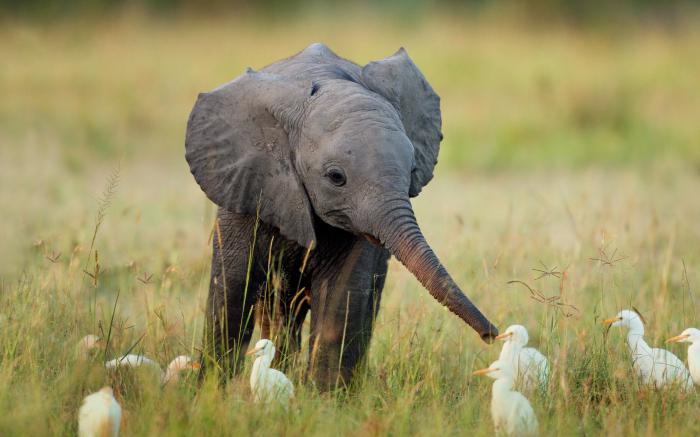 Lebenserwartung eines Elefanten. Wie viele Jahre lebt ein Elefant unter verschiedenen Bedingungen?