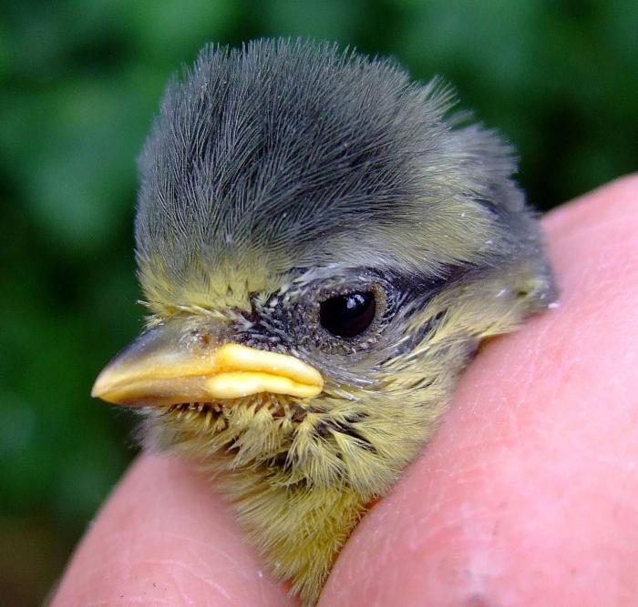 wie man einen Titvogel füttert