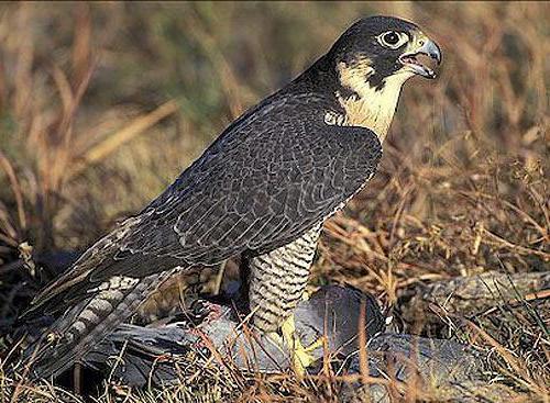 Peregrine Falcon: Beschreibung und Foto