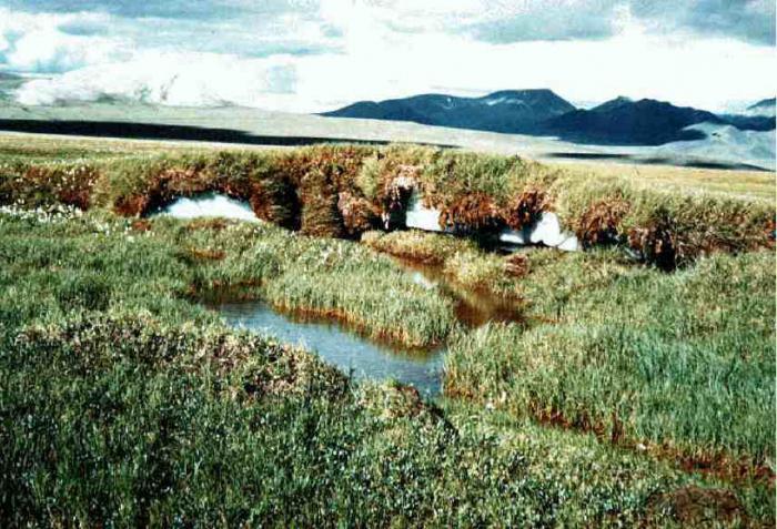 Vegetation der Tundra und Waldtundra