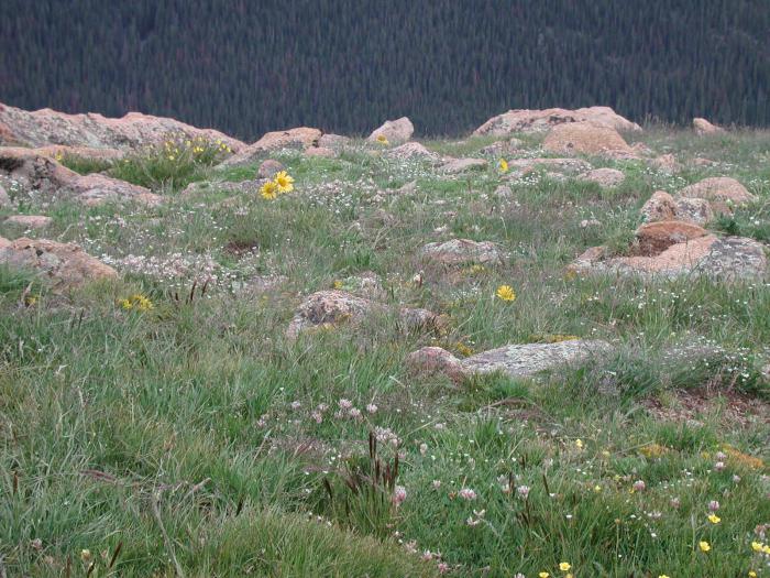 Vegetation der Tundra und Vegetation der Taiga