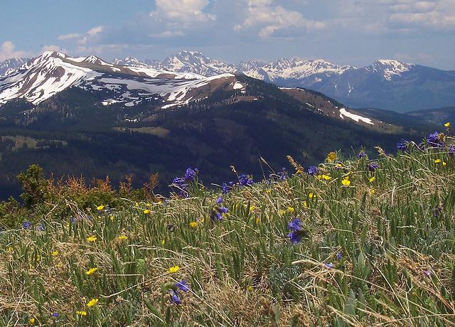 Vegetation der Tundra und Taiga