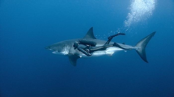 Der gefährlichste Hai der Welt ist derjenige, in den du dich selbst gebracht hast