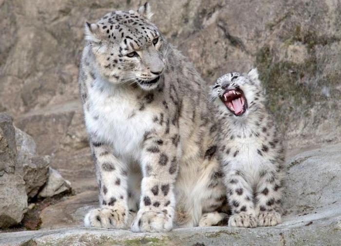 Tiere in Zoos von Russland