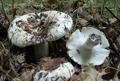 Essbarer Pilz, ähnlich einem Pilz