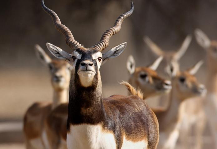 Ähnlichkeit und Unterschied der Tiere einer Art: Gnu, Gemse, Granat