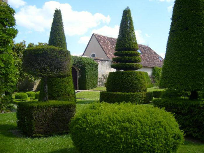 Wie viele sibirische Lärchen leben? Wie viele Jahre leben Espe und Eibe?