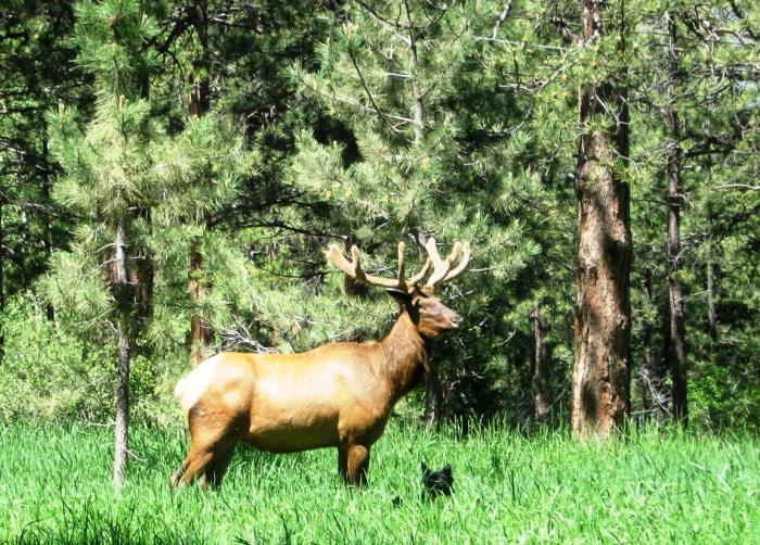 Kiefernwald: charakteristisch und Ökosystem. Tiere und Pflanzen eines Kiefernwaldes