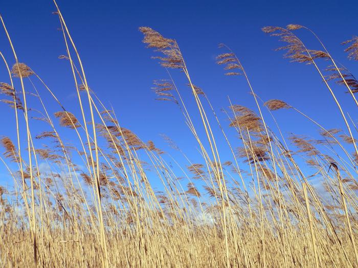 Reed gewöhnlich: Beschreibung, Anwendung, Foto