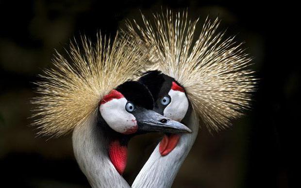 Gekrönter Kran. Wie sieht dieser Vogel aus und wo lebt dieser Vogel?