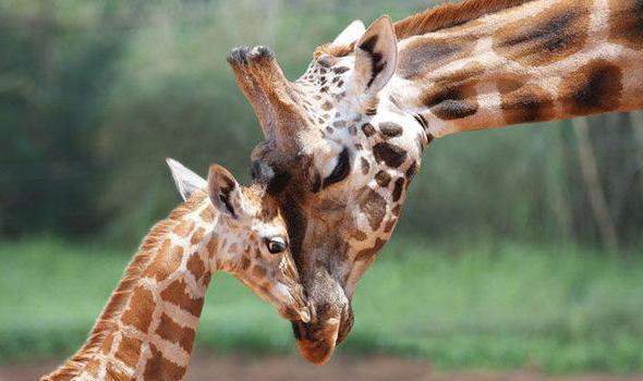 Die Sprache der Giraffe und andere Merkmale des höchsten Säugetiers der Welt