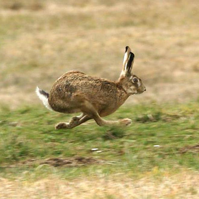 Hasen. Ihre biologischen Merkmale. Was ist die maximale Geschwindigkeit eines Hasen?