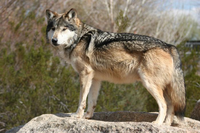 Tiere-Krankenschwestern des Waldes: Vögel, Ameisen und Wölfe