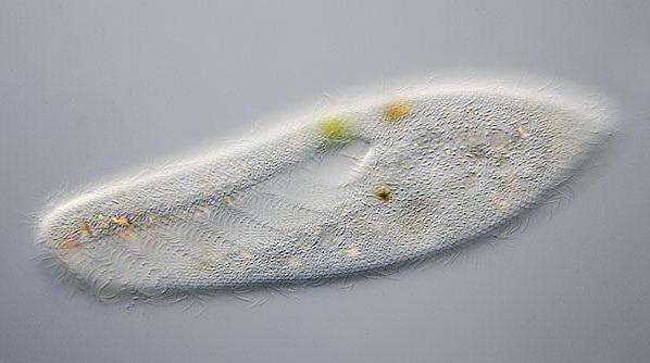 das ist in der Struktur von Protozoen üblich