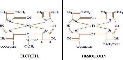 Die Formel des Chlorophylls und seine Rolle im Prozess der Photosynthese