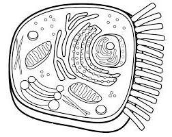 Hyaloplasma ist eine wässrige Lösung