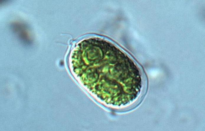 Chlamydomonas: Merkmale der Struktur und Organisation