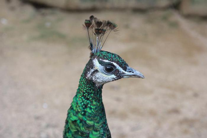 Pfau der Vogelfamilie