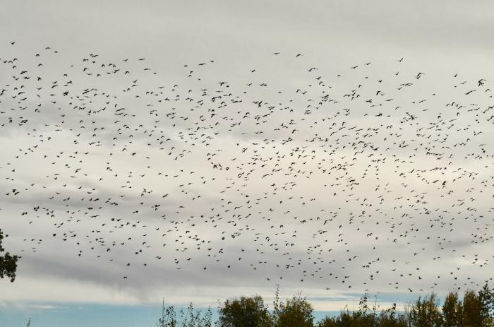 welche Vögel im Herbst nach Süden fliegen