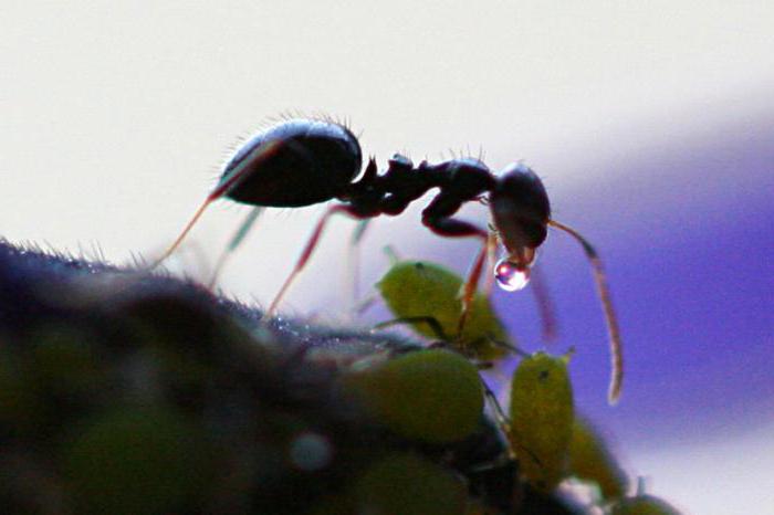 Was bringt Ameisen der Natur? 