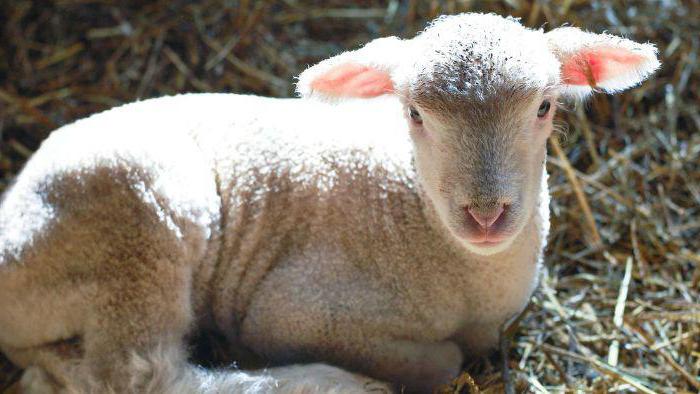 wie das Schaf Kalb genannt wird