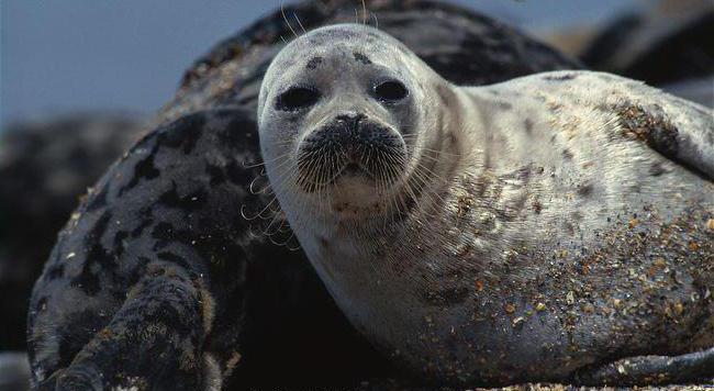 Internationales Rotbuch: Tiere. Wer führt das internationale Rote Buch?