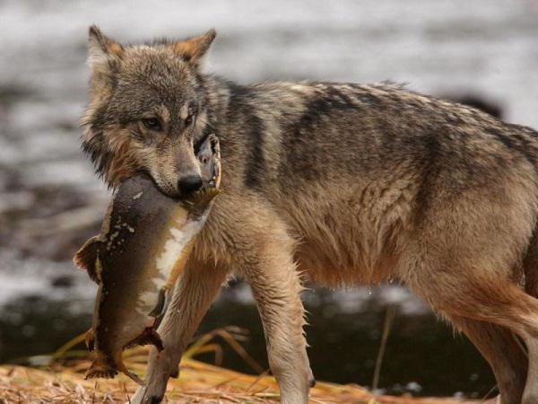 Ähnlichkeit der intraspezifischen und interspezifischen Konkurrenz