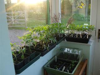 Gemüsegarten auf der Fensterbank im Kindergarten