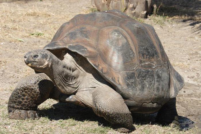 Skelett einer Schildkröte