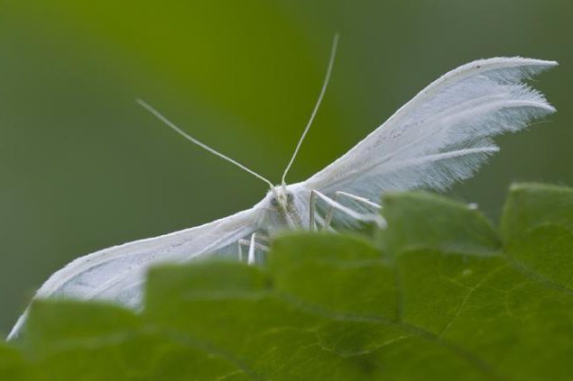 Wie viele Flügel haben Schmetterlinge? Wie viele Flügelpaare hat der Schmetterling?