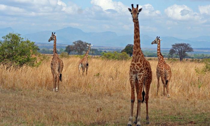 Subequatorial Gürtel: Merkmale und Unterschiede, Flora und Fauna