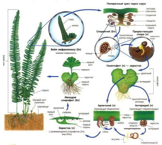 Lebenszyklus der Pflanzen: Beschreibung, Stufen, Schemata und Merkmale