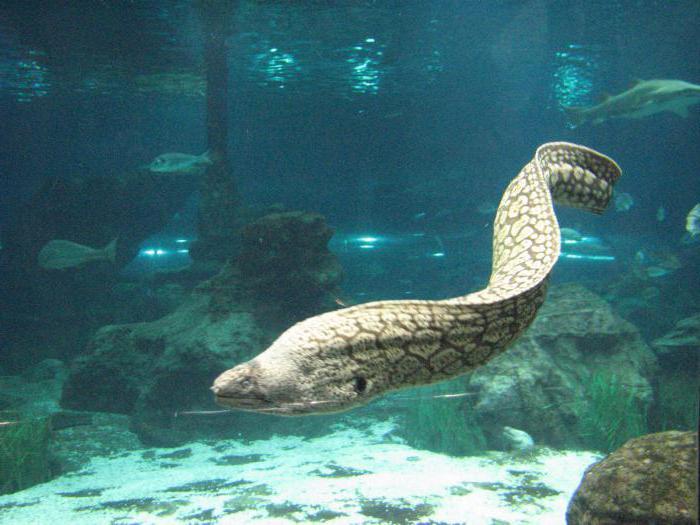 Willkommen im Aquarium (Barcelona, ​​Spanien)!