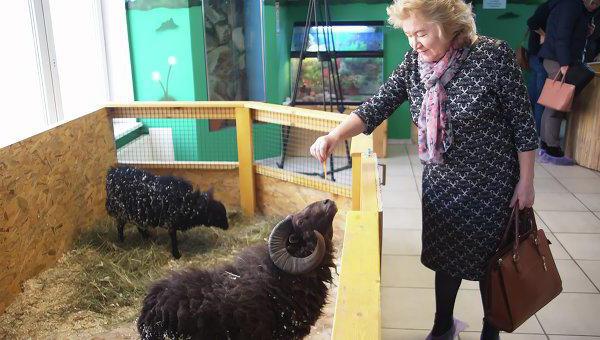 Ein interessanter Ort ist der Kontaktzoo in Lyubertsy