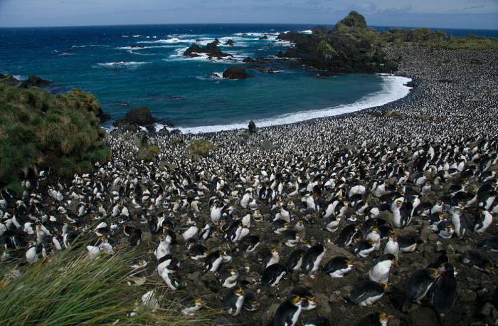 Macquarie ist eine Insel im Pazifischen Ozean. Beschreibung, Klima, Foto