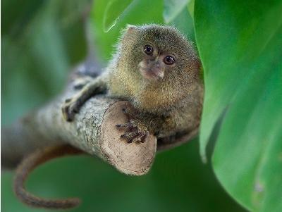 Mehrere Gründe, den Zoo auf der Kaluzhskoe Autobahn zu besuchen