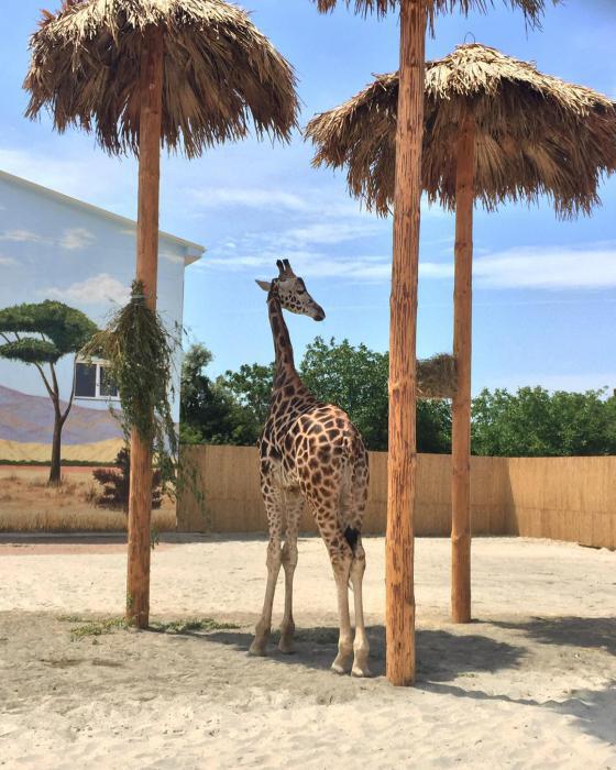 Neuer Zoo in Odessa in der Nähe von zwei Säulen